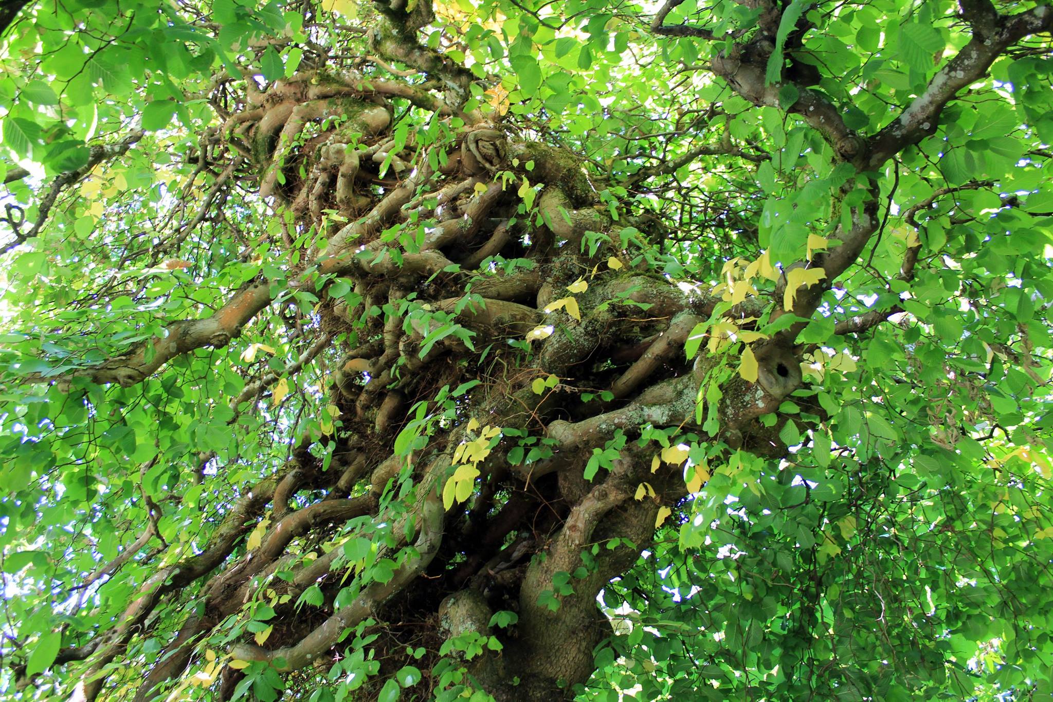 Camperdown Elm at UBC