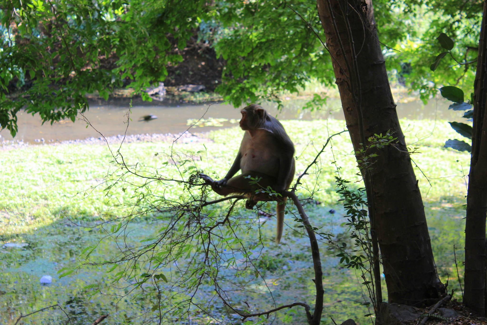 A macaque sits on an extended branch above a river in a park