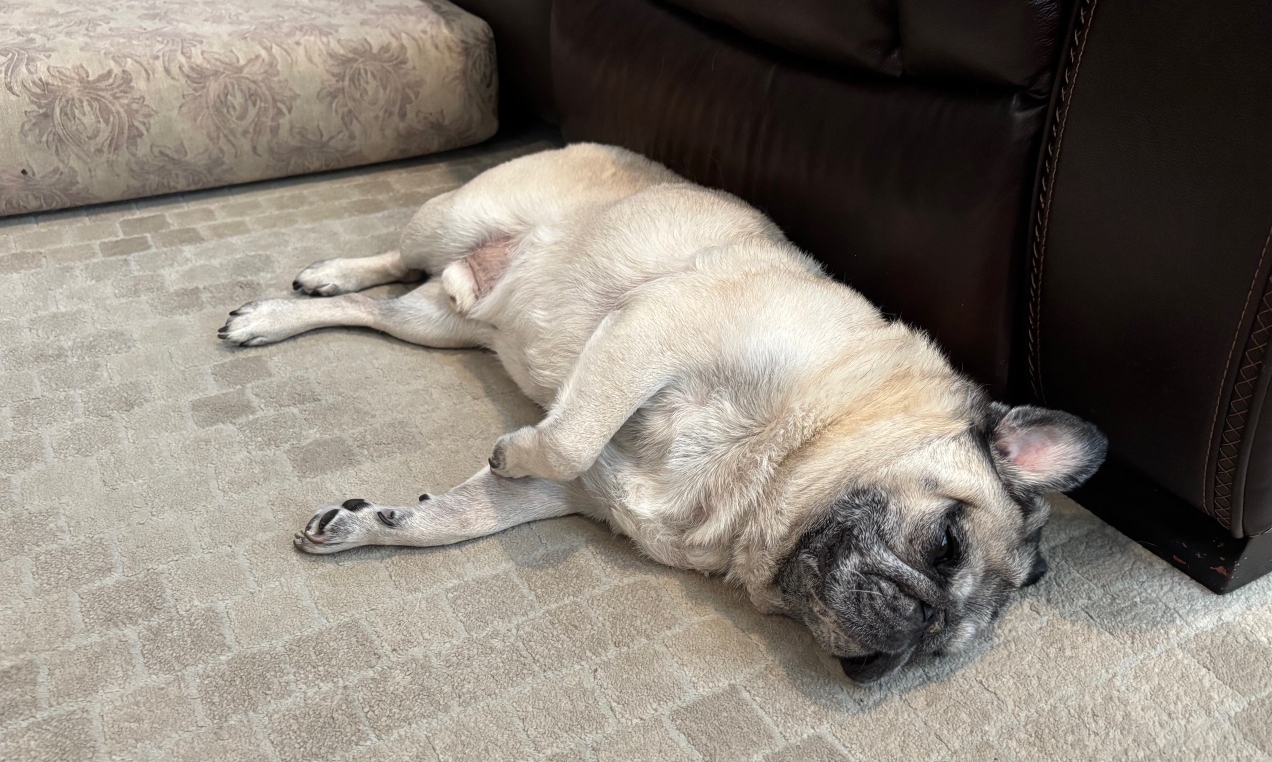 A pug sleeps lazily on its side on carpeted ground