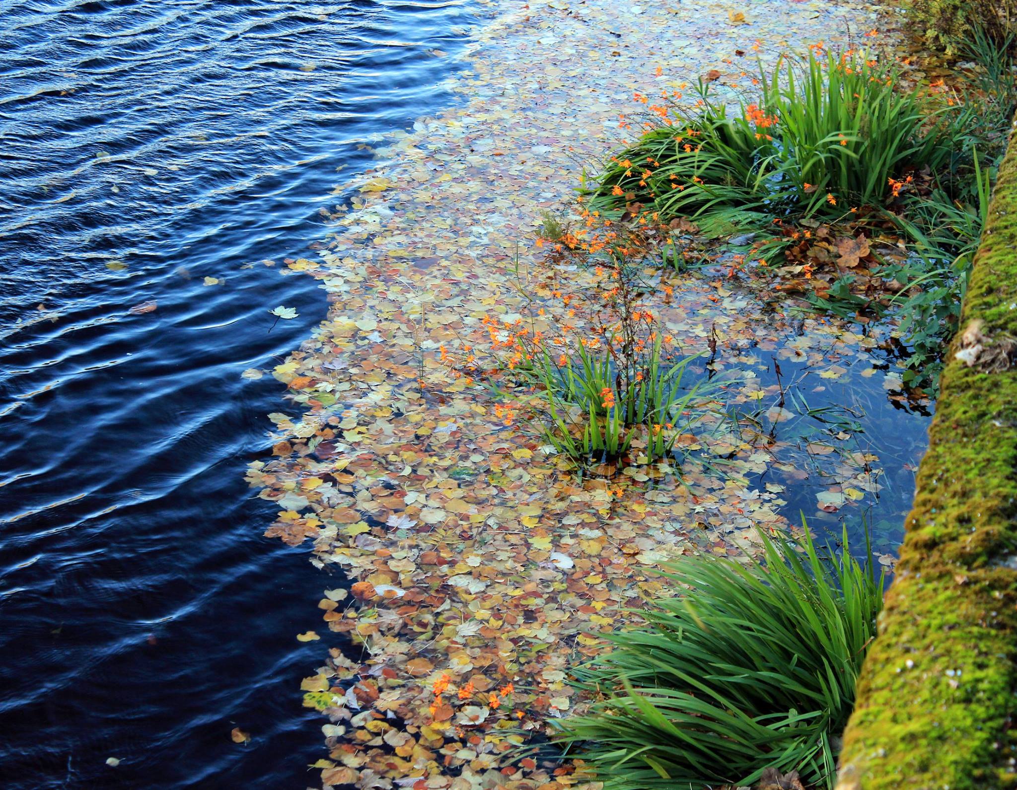 Navy blue water bordered by Fall colored leaves and shoreside plant life