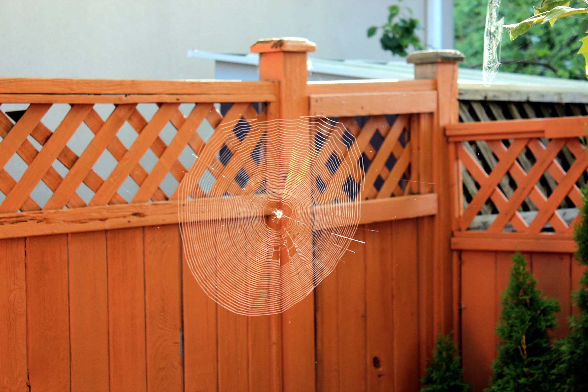 A circular spider web suspended in mid-air in front of an orange fence